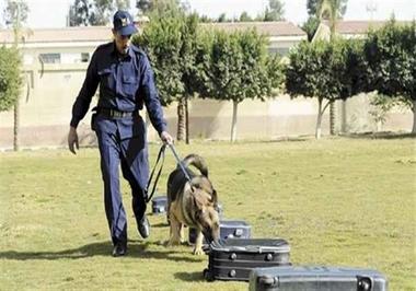 أكاديمية العرباوى   لتدريب كلاب الحراسة