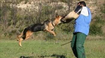 تدريب كلاب الحراسه والبحث والتفتيش